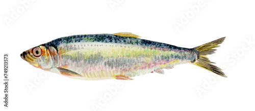 ニシン　手描き水彩画