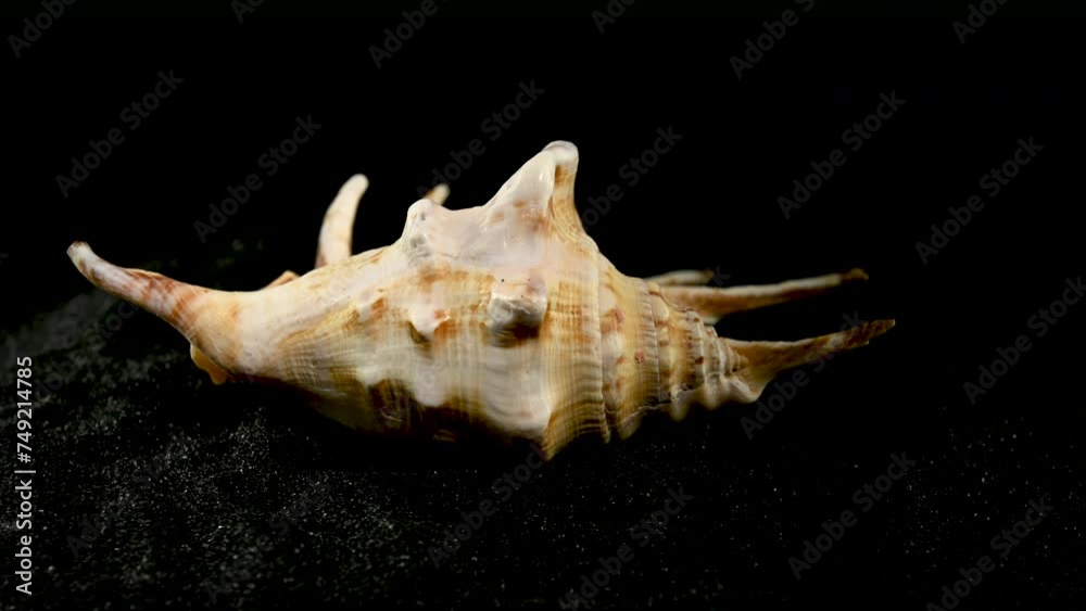 Lambis Lambis Seashell on a black sand 4K