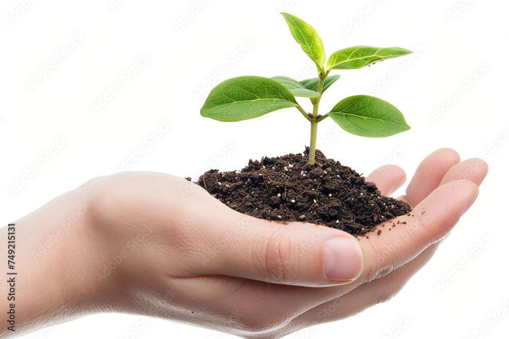 An earth in the hand, a plant growing on it An earth in the hand, a plant growing on it