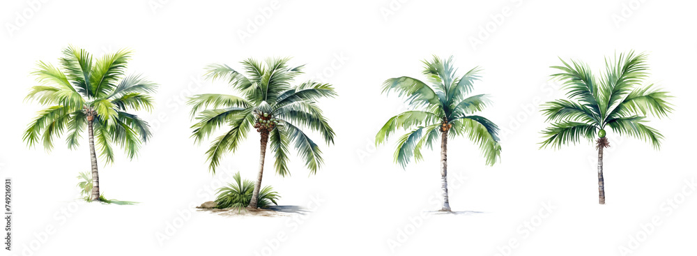 palm tree isolated on white - obrazy, fototapety, plakaty 