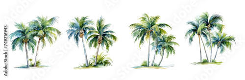 palm tree isolated on white