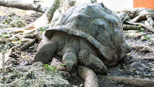 Giant tortoise Aldabra turlte Zanzibar Prison Island Changuu photo