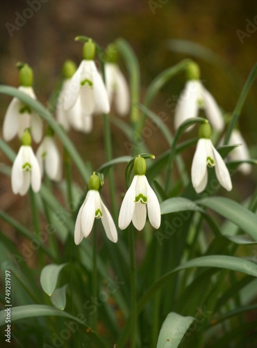 Snowdrops (Galanthus nivalis) flowers in a forest - the very first flowers of spring