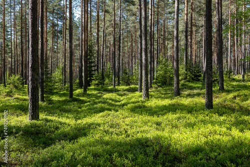Pine tree forest. Scenic background of scandinavian nature