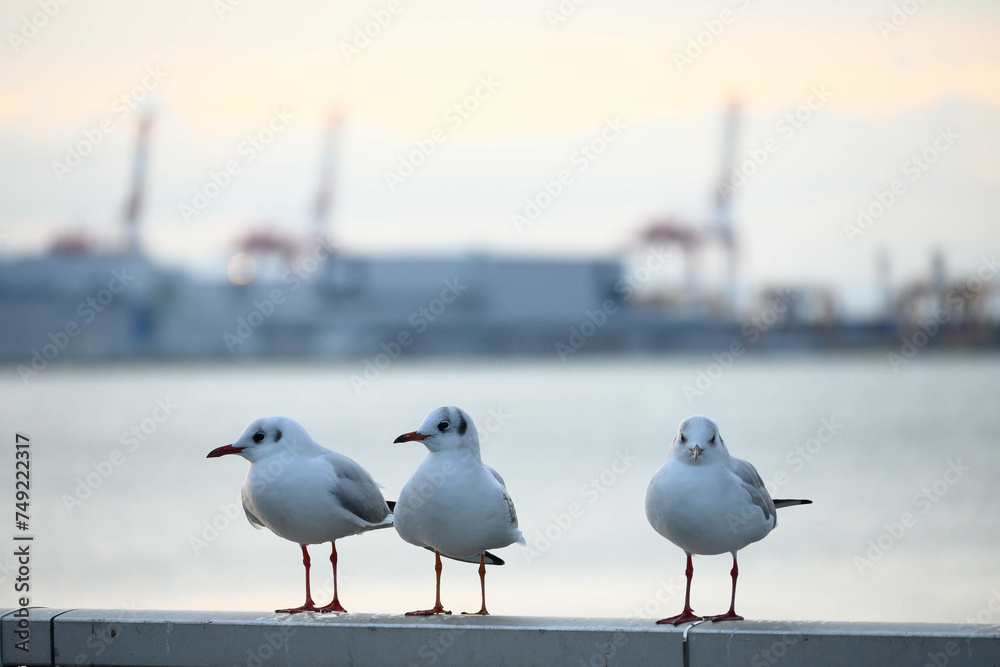 Obraz premium 港の公園のユリカモメ