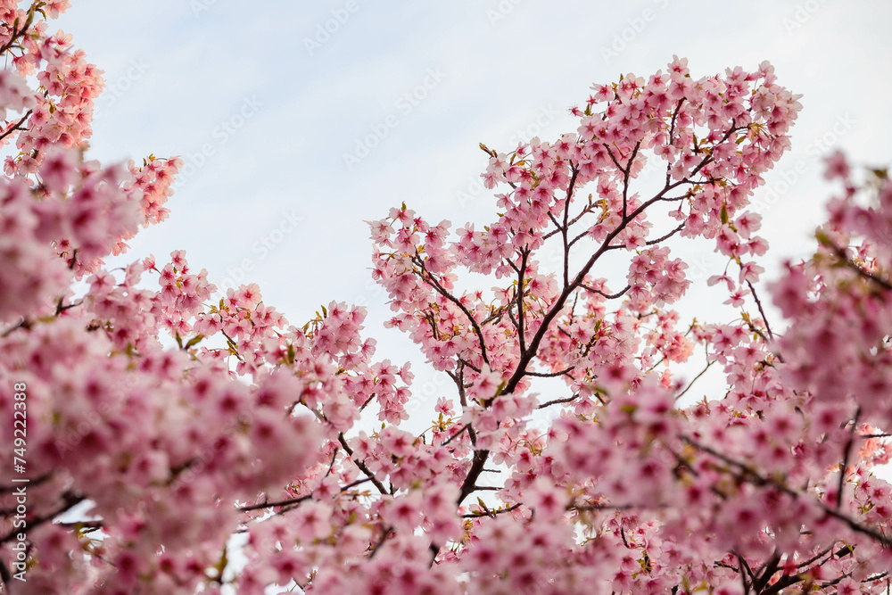 まだ寒さが厳しい2月、早咲きの河津桜が咲き始める。春の気配を感じる神戸の西郷川河口公園