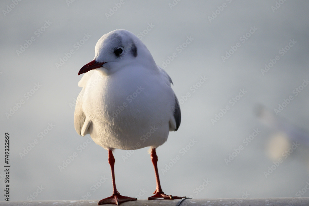 Obraz premium 港の公園のユリカモメ