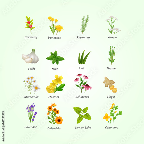 healing herbs medicinal plants flat icons