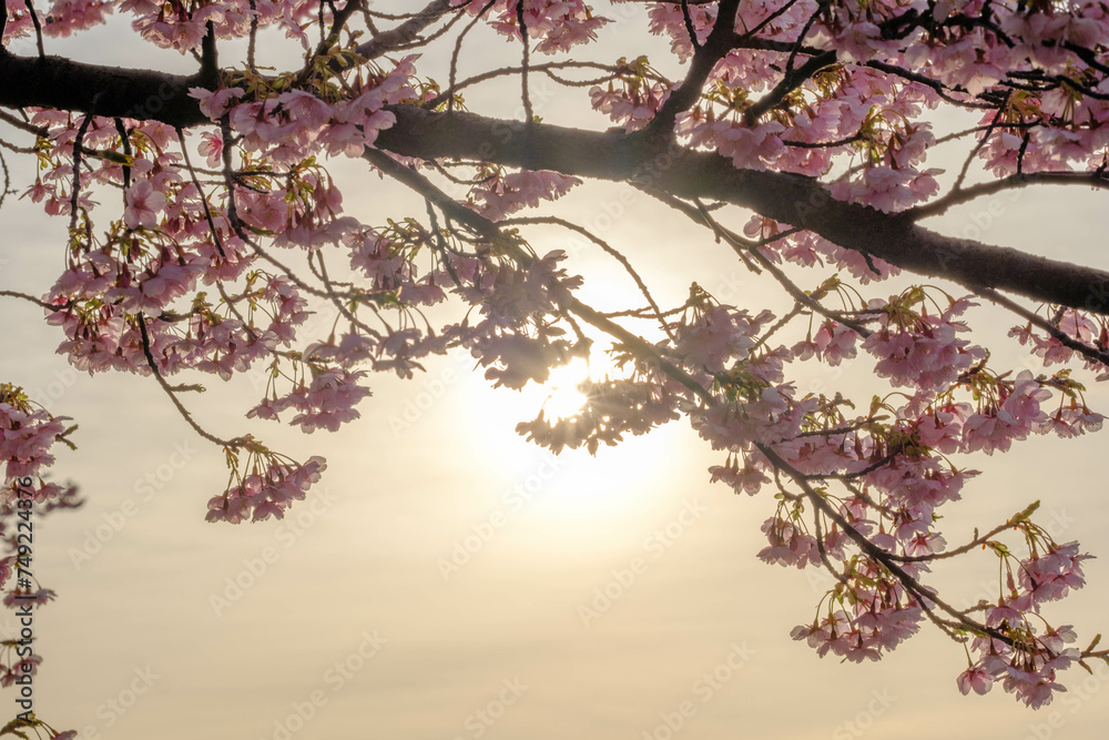 Fototapeta premium 早朝海辺の朝日を浴びる河津桜の花。神戸の灘浜緑地で撮影
