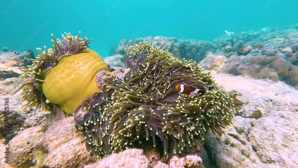 Clown fish Amphiprion ocellaris swim family group in polyps poisonous ...