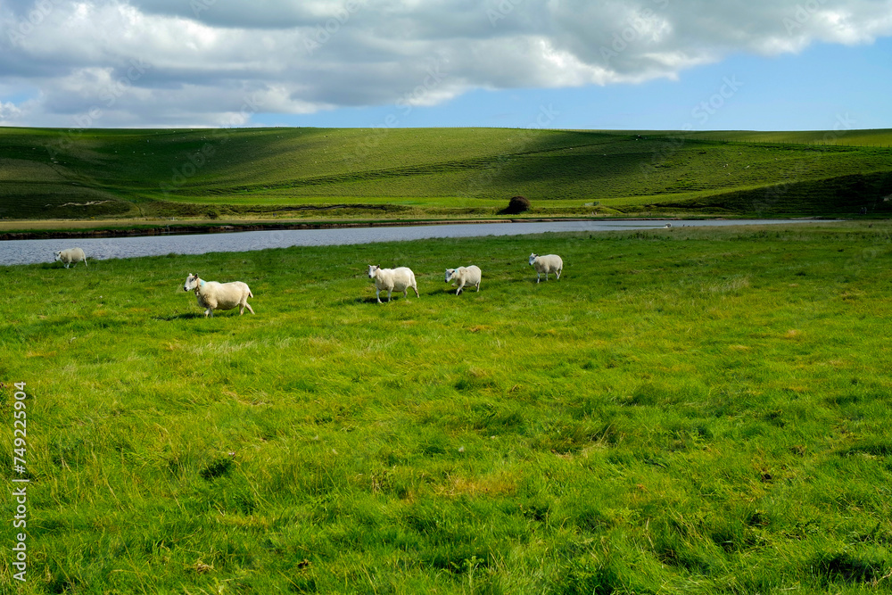 Five sheep walking on a green grass field near a pond 