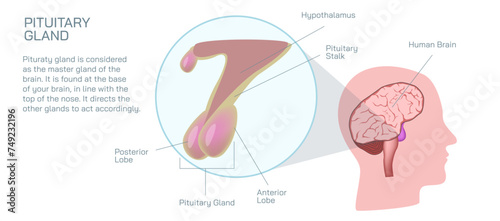 The pituitary gland makes, stores and releases hormones. The pituitary gland is located at the base of your brain, below your hypothalamus vector illustration.