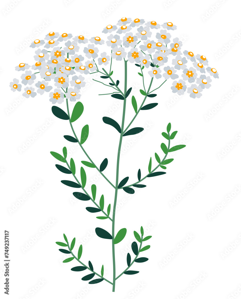 Fototapeta premium Bouquet of wildflowers, bunch of chamomile herb
