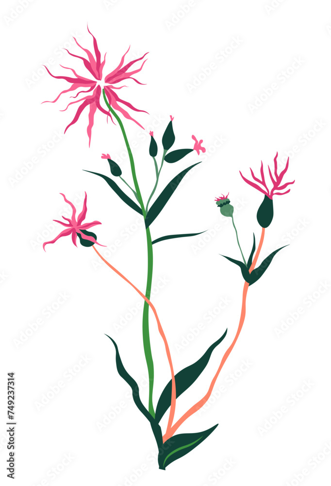 Aster flower in blossom, wild star shaped bloom Aster flower in blossom, wild star shaped bloom