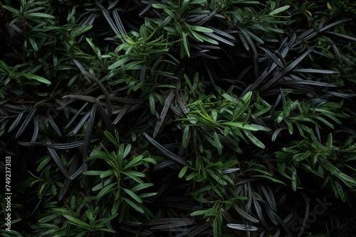 Yew shrub needles tightly clustered  creating dark shadows 