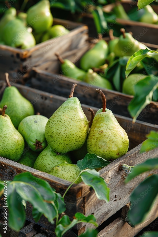 Fresh pears in a rustic wooden crate at a farmers market.