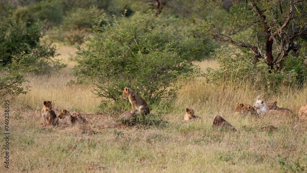 Obraz premium lion cubs in the wild