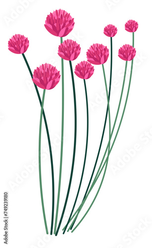 Clover flower grass with pink flourishing flora