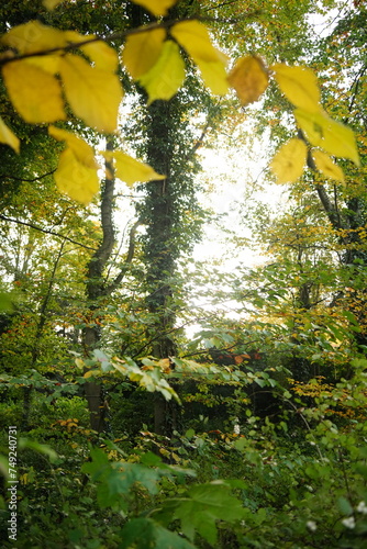 Photography Vibrant and tranquil nature in Denmark