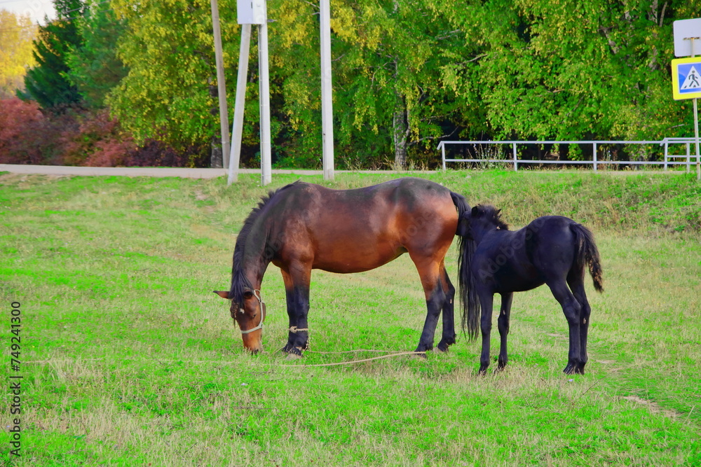 A beautiful horse with a foal in the field. A herd of horses, mares grazing in a green meadow. Beautiful mane. They eat grass. Close-up.Postcard. The concept of animal breeding. A beautiful horse with a foal in the field. A herd of horses, mares grazing in a green meadow. Beautiful mane. They eat grass. Close-up.Postcard. The concept of animal breeding.