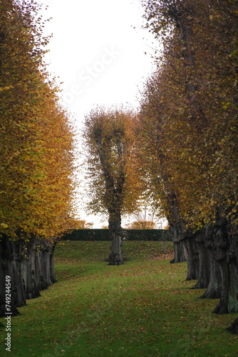 Photography Vibrant and tranquil nature in Denmark