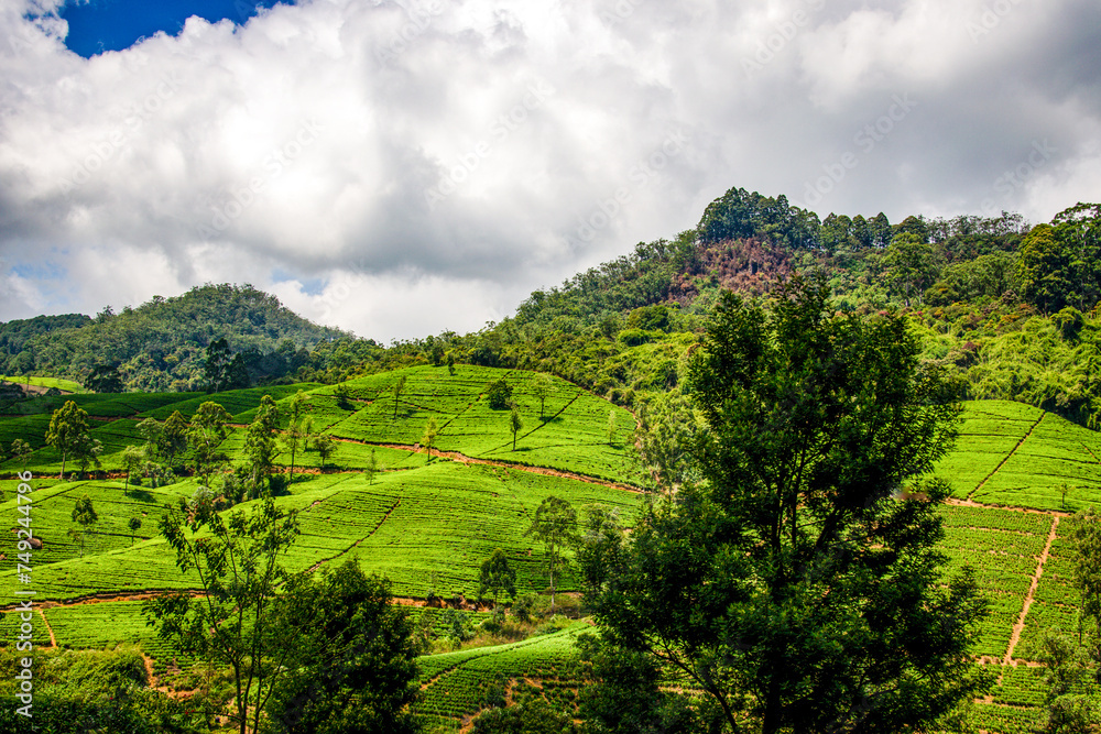 Green tea fields in Sri Lanka