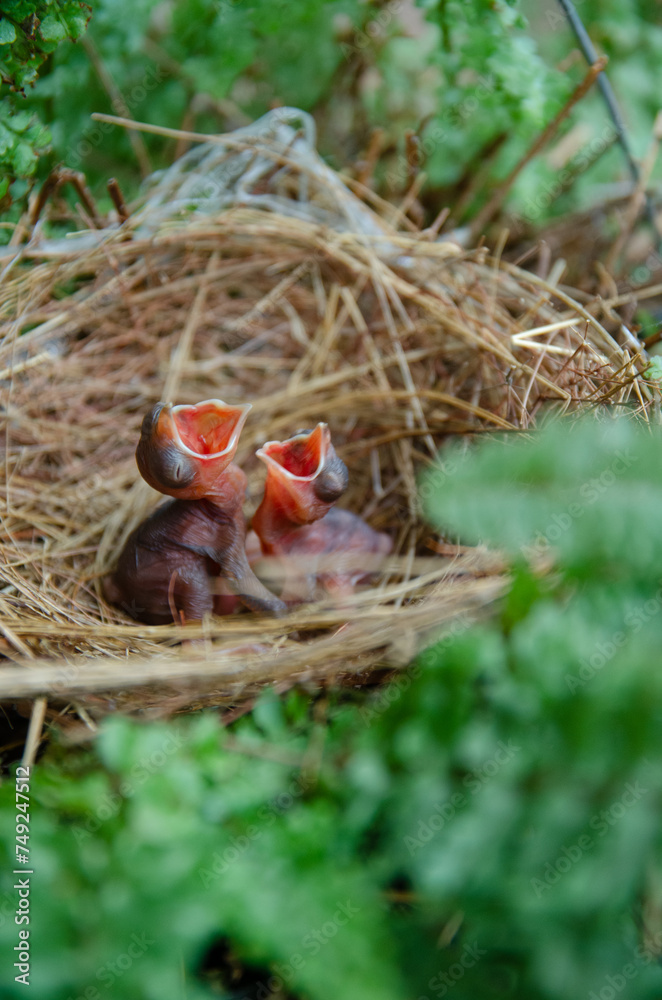 little birds are stay in bird's nest little birds are stay in bird's nest
