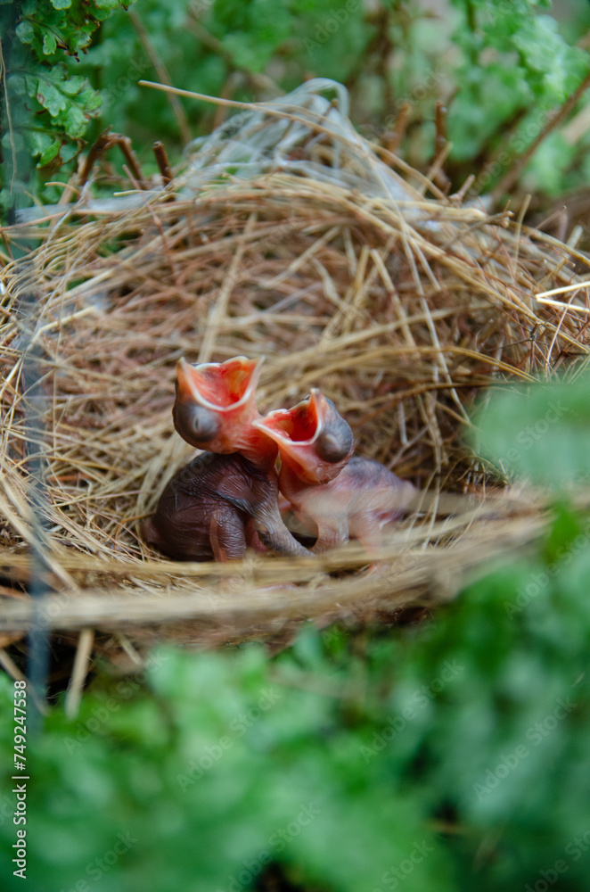 Fototapeta premium little birds are stay in bird's nest