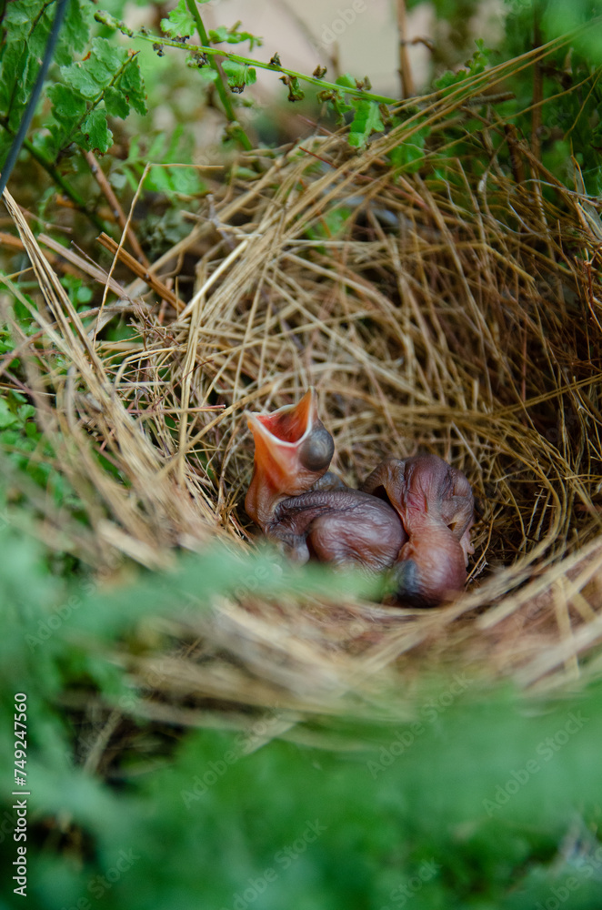 little birds are stay in bird's nest