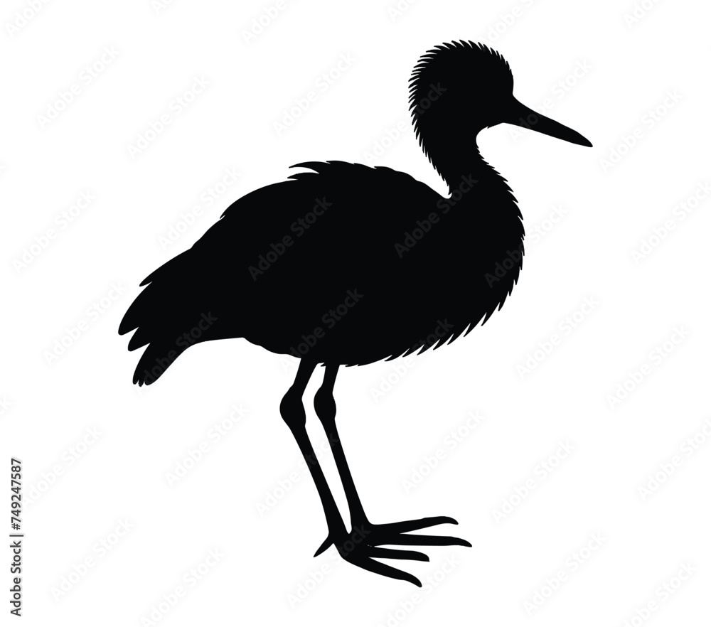 Fototapeta premium Vector graphic of African Jacana.