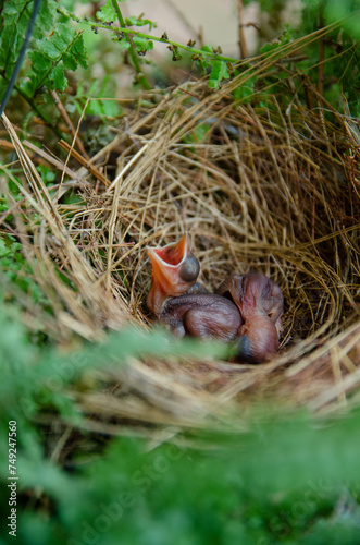 little birds are stay in bird's nest © bellito10