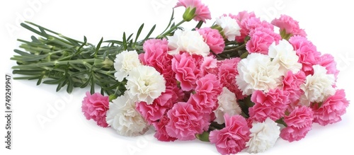 A vibrant bunch of pink and white carnations arranged neatly on a clean white background. The flowers are in full bloom, showcasing their delicate petals and vivid colors.