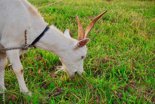 Goats.- A herd of goats, bearded goats grazing in a green meadow. they are grazing the grass. young goats with horns, a collective farm herd. Close-up. wildlife. The concept of animal husbandry on the