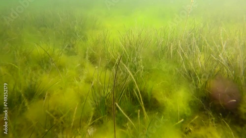 Sea bottom covered with laer Green algae (Cladophora sp), Green bait weed (Ulva intestinalis), Red Hornweed (Ceramium virgatum) and Dwarf Eelgrass (Zostera noltii) covered seafloor photo