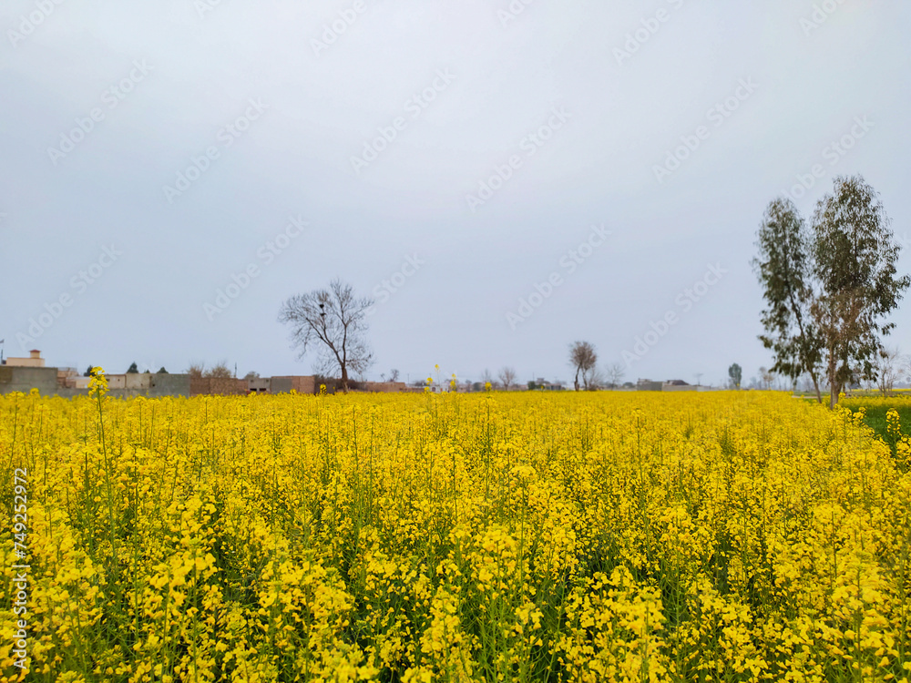 rapeseed field with sky