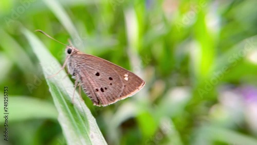 side view of butterfly on a leaf, Indian palm bob butterfly (suastus gremius) on a green leaf