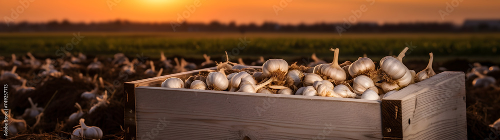 Garlic harvested in a wooden box with field and sunset in the background. Natural organic fruit abundance. Agriculture, healthy and natural food concept. Horizontal composition, banner. - obrazy, fototapety, plakaty 