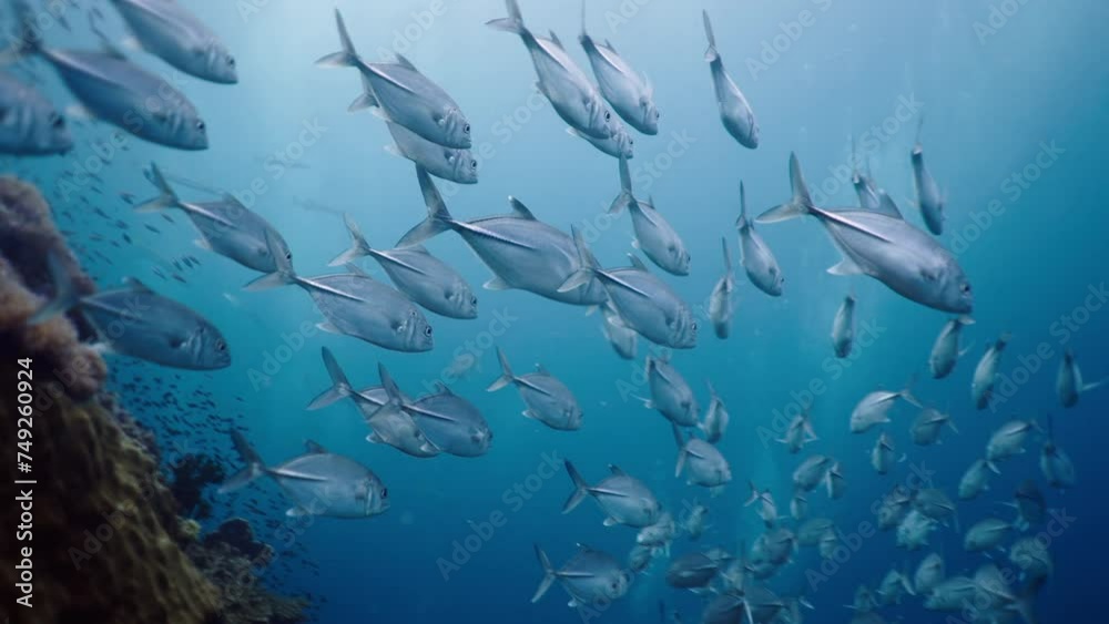 Shoal of Pseudocaranx swimming in the depths Shoal of Pseudocaranx swimming in the depths