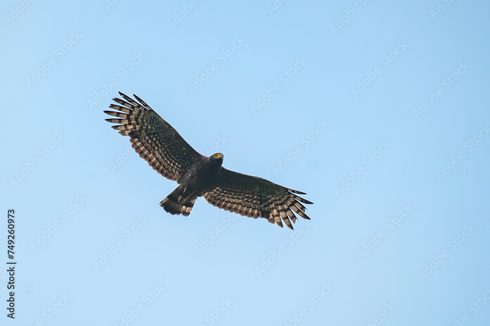 Obraz premium Crested serpent eagle Spilornis cheela soaring over Bogor Indonesia, with blue sky background