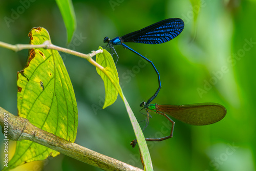 blue metallic damselfly vestalis luctuosa mating ritual on plant vines, natural bokeh background photo