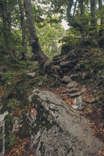 Path in the woods in the mountains during autumn with lots of trees and rocks, Durmitor, Montenegro