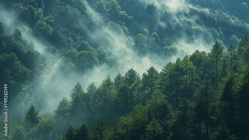 A bird's-eye view of the shady green area of ​​a temperate forest with rows of evergreen trees and morning mist in the valley. photo