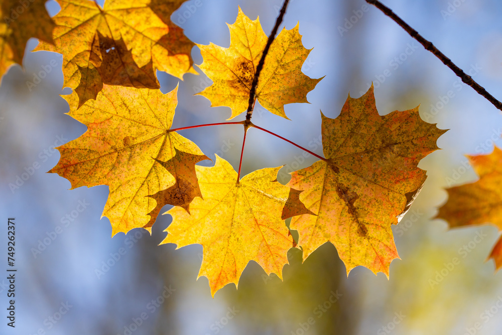 Yellow autumn leaves on trees in sunny weather. Yellow autumn leaves on trees in sunny weather.