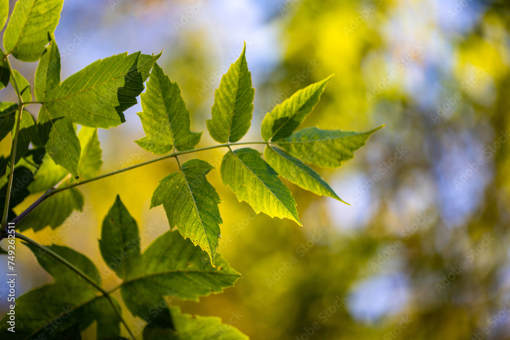 Green summer leaves illuminated by sunny natural background. Green summer leaves illuminated by sunny natural background.