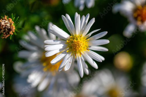 Chamomile aster flower in nature.