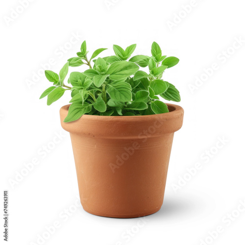 Plant Pot on transparency background PNG
