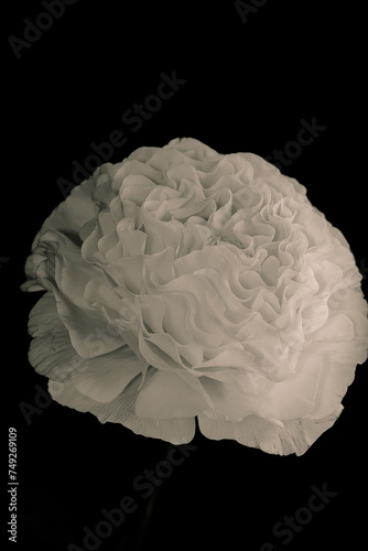 white ranunculus in black and white
