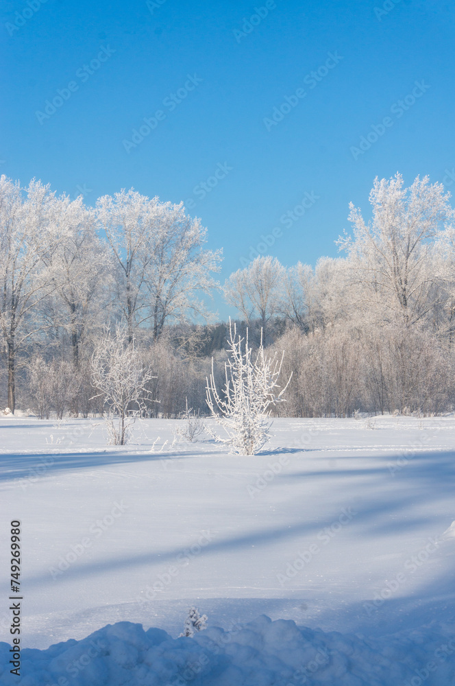 Winter landscape. Trees in hoarfrost on a sunny day. Winter landscape. Trees in hoarfrost on a sunny day.