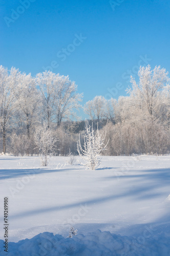 Winter landscape. Trees in hoarfrost on a sunny day.