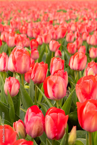 red tulip field, flower field, spring, Holland tulips, close up, flower festival, nature, beauty, flora, red flowers, garden, farmer's field, harvest, floristry, floral splendor, aroma, agriculture